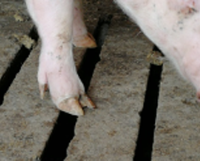 Ejemplo de rejilla ancha y/o en malas condiciones y pezuñas del porcino