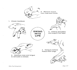 Representación de reanimación en lechones por falta de oxígeno (hipoxia)