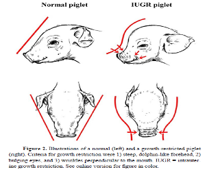 Representación de lechón con retraso intrauterino