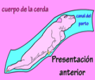 Representación del cuerpo de la cerda en presentación anterior en el canal de parto