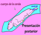 Representación del cuerpo de la cerda en presentación posterior en el canal de parto