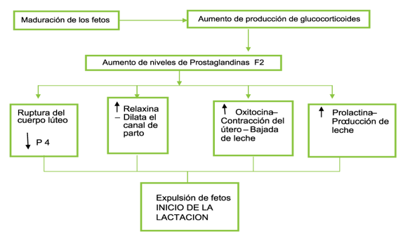 Diagarama de maduración de los fetos